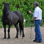 Bernard Lamonnier - Education du cheval